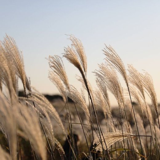 Seoul Silver Grass Festival