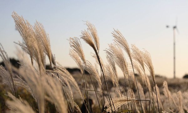 Seoul Silver Grass Festival