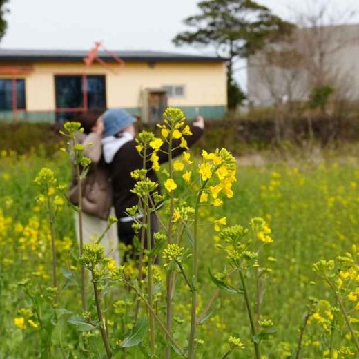 済州菜の花フェスティバル