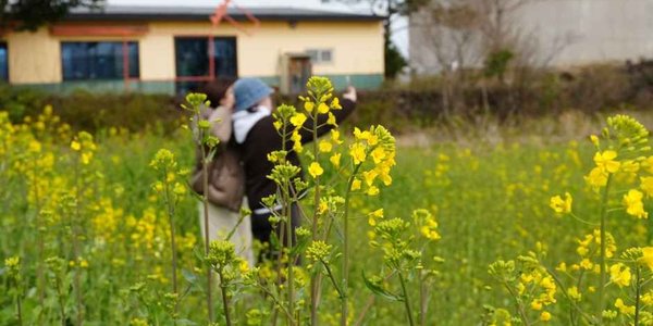 Jeju Canola Flower Festival