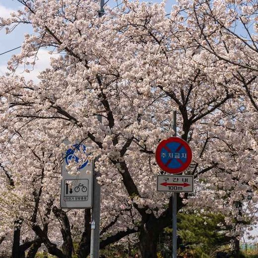 永登浦 여의도 春の花祭り