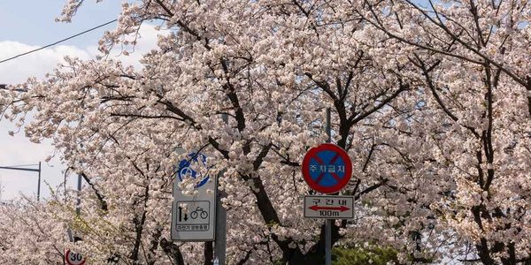 Yeongdeungpo Yeouido Spring Flower Festival