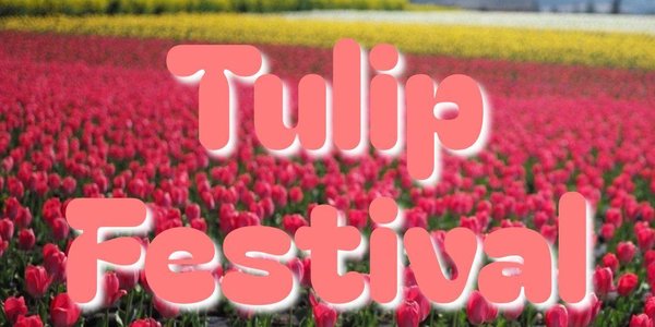 Boromwat Tulip Festival