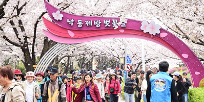 2026 Nakdonggang River Garden Cherry Blossom Festival