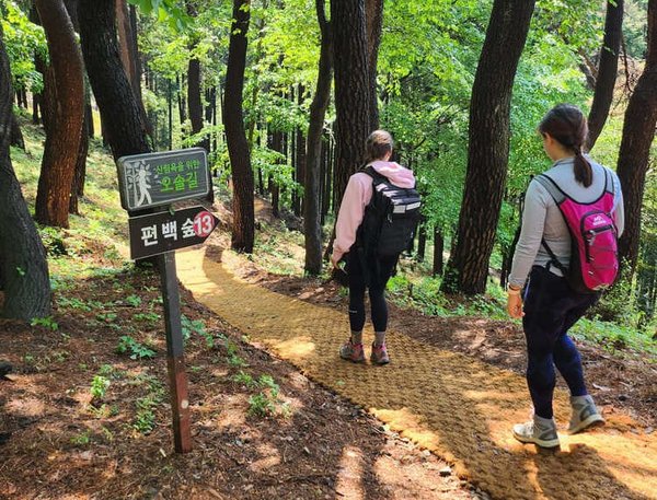 釜山阿合山竹林