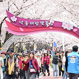 Festival de los Cerezos en Flor del Jardín del Río Nakdonggang 2026